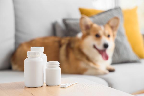 記事画像 「.ペットが薬やサプリを飲んでくれない：原因や具体的な対処法を解説」