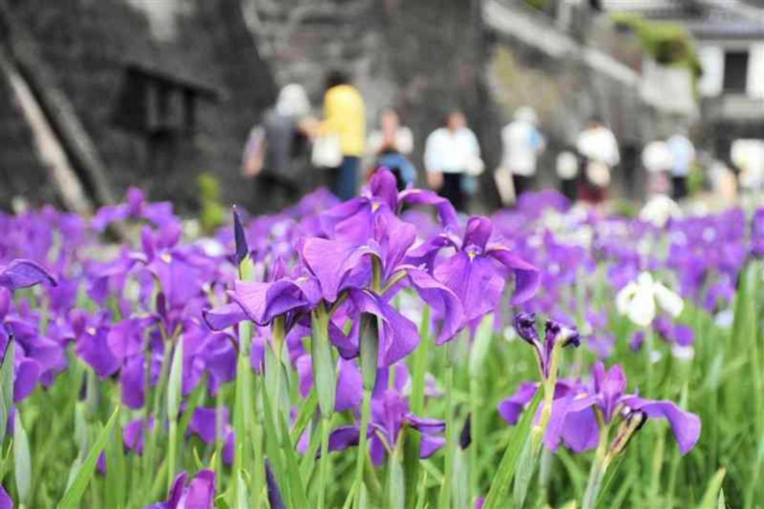記事画像 「.パーソナルモビリティで巡る｜玉名・夏目漱石『草枕』聖地旅 完全ガイド」