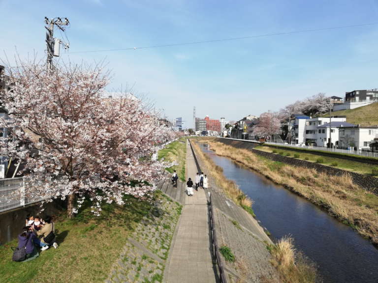  聖蹟桜ヶ丘 大栗川 桜並木 耳をすませば 舞台 モデル地 川沿いの風景 聖地巡礼 春の散策 桜の名所